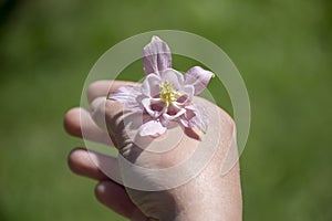 Hand with gentle Pink Purple Flower isolated on white background, top view, perspective view. Hand holding Pink Columbine