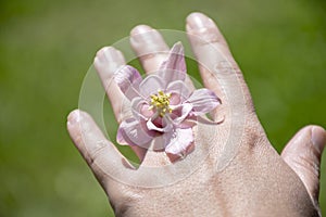 Hand with gentle Pink Purple Flower top view, perspective view. Hand holding Pink Columbine