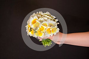 The hand of a girl/boy holds/gives a bouquet of large daisy flowers on a black background