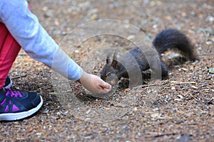 Hand of girl feeding squirrel outdoors