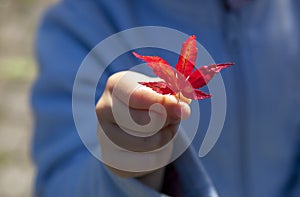 Hand of a girl holding a red maple leaf in autumn