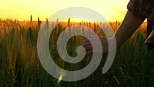 Hand of a girl passing through a field of wheat