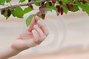 Hand girl picked mulberries photo