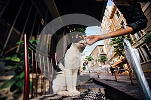 Hand girl stroking a cute cat on a chair on the street. Atmosphere, turkey