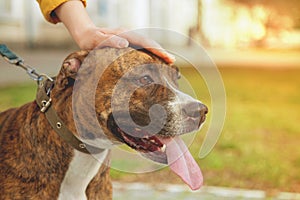 Hand of a girl stroking a dog on a leash, on a walk, a Staffordshire terrier