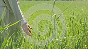 Hand Of Girl Wheat Field