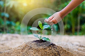 Hand give water tree In the hands of trees growing seedlings. Bokeh green Background Female hand holding tree on nature field gras