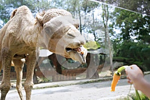 Hand gives a carrot to camel