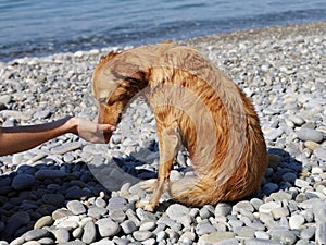 Hand gives food to wet red dog on pebble beach