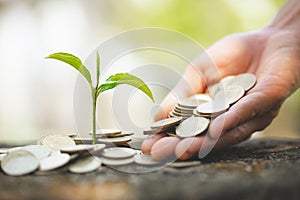 Hand giving a coin to a tree growing from pile of coins.Plant Growing In Savings Coins Money. Financial accounting, Investment