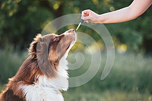 Hand giving dog CBD oil