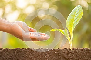 Hand giving fertilizer to young green sprout growing in soil on Green nature blur background