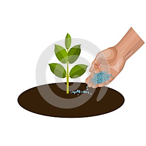 Hand giving fertilizer to young plant vector