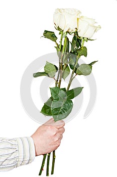 Hand giving three white roses isolated
