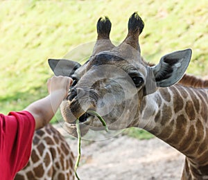 Hand giving a yardlong bean to the giraffe