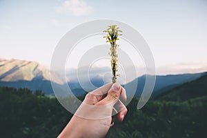 Hand giving yellow flowers sunset Mountains Landscape on background Summer