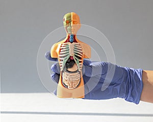 Hand in glove close up holding 3d human model with inner organ system. Anatomical structure