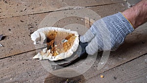 Hand in a glove removes home fungus or Serpula lacrymans from the floor.