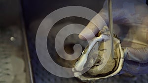 Hand in Glove Shucking Fresh Raw Oyster with Knife in Restaurant