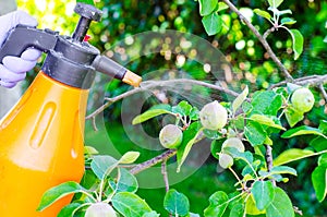 Hand with glove spraying leaves of fruit tree against plant diseases