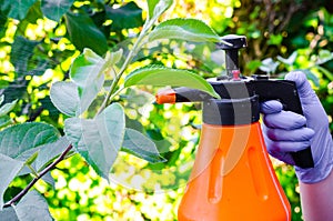 Hand with glove spraying leaves of fruit tree against plant diseases