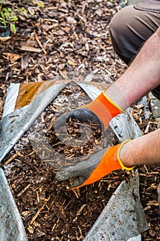 Hand in gloves holding bark mulch. Gardening concept - protection against weeds