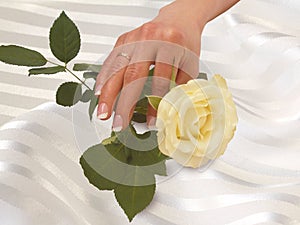 Hand with gold wedding ring and rose on white fest