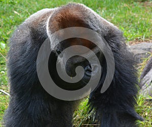 Hand of Gorillas are ground-dwelling, predominantly herbivorous apes