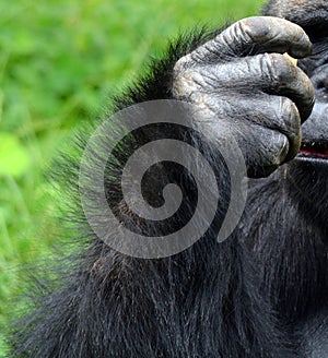 Hand of Gorillas are ground-dwelling, predominantly herbivorous apes