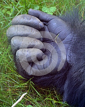 Hand of Gorillas are the largest extant species of primates.