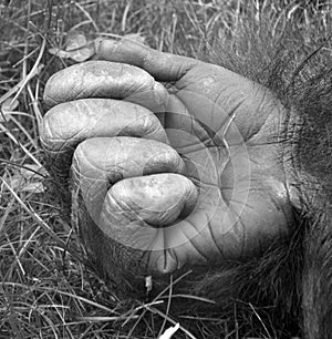 Hand of Gorillas are the largest extant species of primates. photo