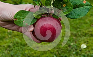 Hand grabbing a fresh apple on tree