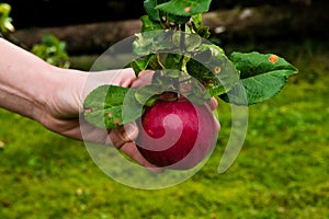 Hand grabbing a fresh apple on tree