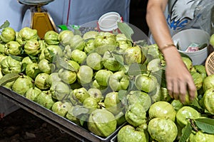 Hand Grabbing Green Guava Fruit for Sale in Thailand