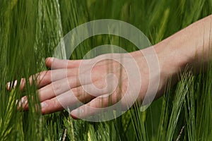 Hand on a grain field