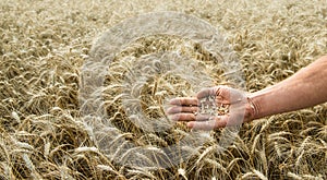 Hand of the grain-grower against a wheaten field