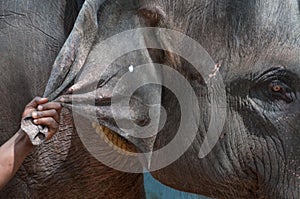 Hand grasping and holding for an elefant`s ear