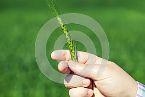 Hand with green cereal ears