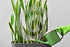 Hand in a green glove watering a houseplant from a watering can. Grow and care for a houseplant photo