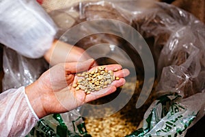 Hand with green raw unroasted coffee beans