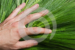 Hand on green wheat