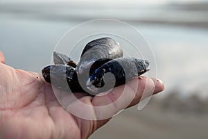 Hand with group of live mussels clams, low tide in North sea