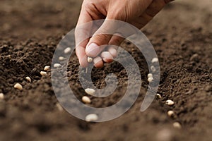 Hand growing seeds of vegetable on sowing soil