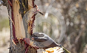 Hand of hadzabe man picking honey out of a tree