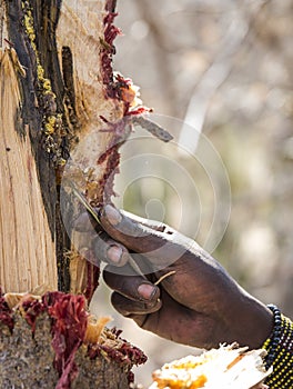 Hand of hadzabe man picking honey out of a tree