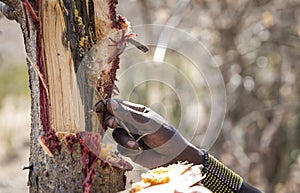 Hand of hadzabe man picking honey out of a tree