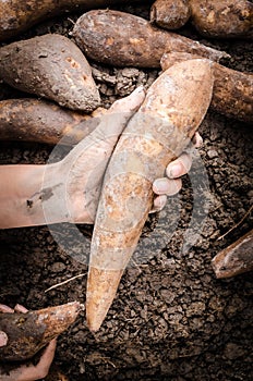 Hand handle Yacon root