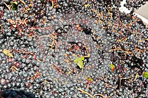 Hand, harvested Dolcetto grapes and stems collected into a container photo