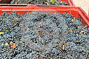 Hand, harvested Dolcetto grapes and stems collected into a container photo