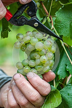 Hand harvesting Chardonnay grapes